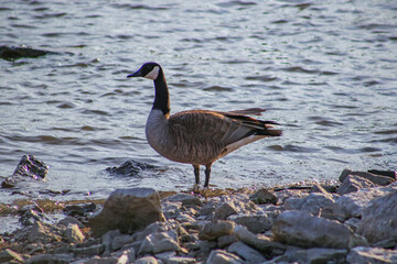 The Standing Goose