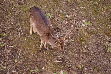 European fallow deer Animals deer