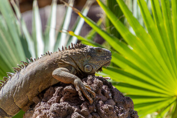 close-up of an iguana on a rock