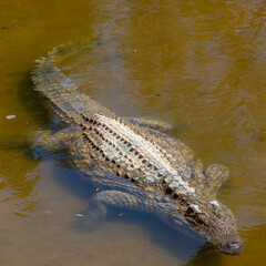 A crocodile rests in a lake
