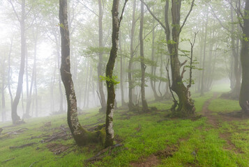 Fototapeta premium Forest in Navarra, Spain.