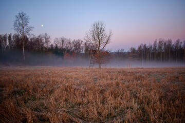 Morning fog on the edge of the field