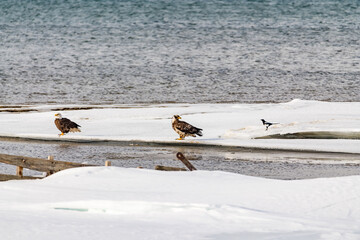 Two bald eagles, one eaglet young and a magpie sitting on a icy shelf in northern Canada suring early spring time. 