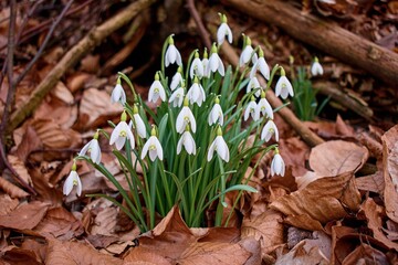Snowdrop snowdrop flower leaves beautiful bud natural flower plant