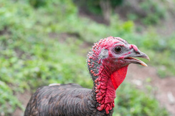 Meleagris, female domestic turkey walking on the grass