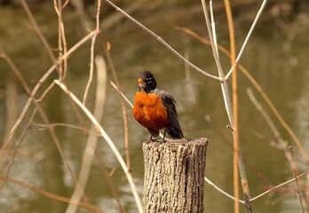 Robin bird in the park, Ontario, Canada 
