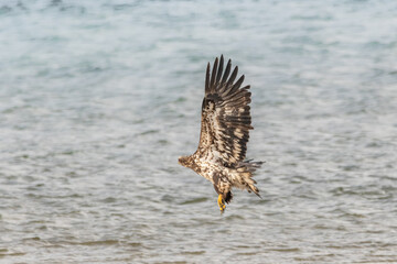 Young eaglet bald eagle learning to fly above a river in northern Canada early spring background and stunning patterns of brown and white on feathers. 