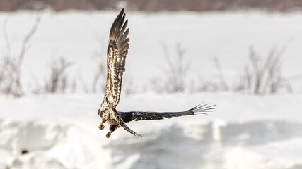 Young eaglet bald eagle learning to fly above a river in northern Canada with snow and ice early spring background and stunning patterns of brown and white on feathers. 