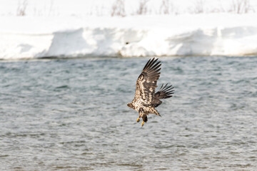 Young eaglet bald eagle learning to fly above a river in northern Canada with snow and ice early spring background and stunning patterns of brown and white on feathers. 