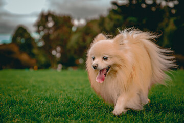 pomeranian puppy dog ​​with tongue out in the park