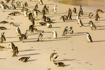 Boulder Beach white shore with penguins walking on Boulder nature reserve near Simon's Town and...