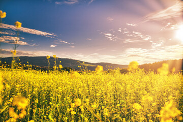 A view at a rape field in late summer with beautiful rural hills in the background. Panorama view...