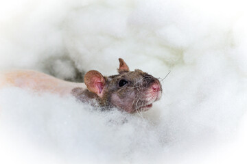 Heavenly Angel Pet Rat
