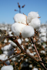 Cotton fields ready to be harvested