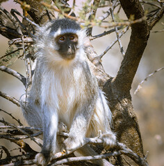 Vervet Monkey in Mokala National Park