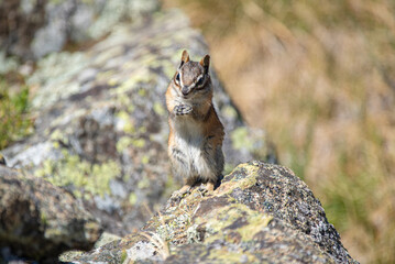 an adorable chipmunk standing tall with his hands together