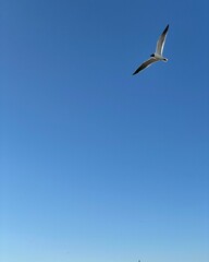 seagull in flight