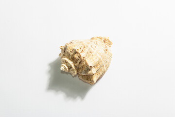 Single seashell isolated on white background