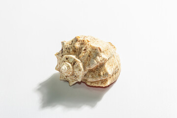 Single seashell isolated on white background