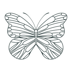 beautiful butterfly illustration