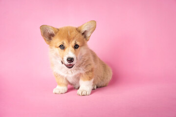 Wesoły szczeniak corgi siedzi na różowym tle