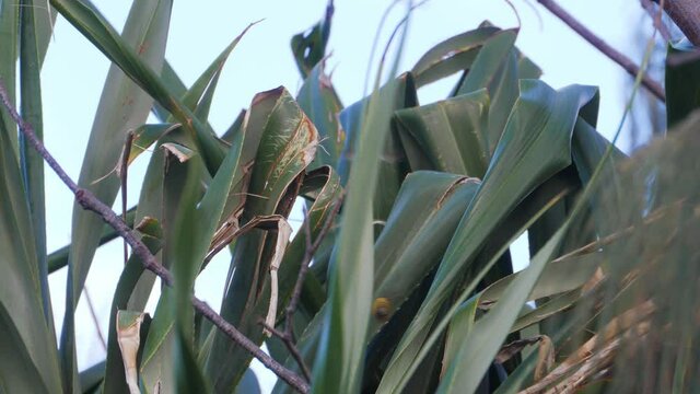 Teddy Bear Bee Flying Around Leaves Of Screwpine Plants At Daytime. medium shot