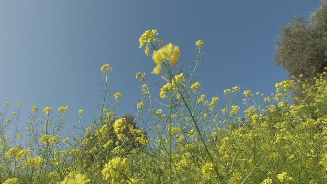 Birdsfoot trefoil yellow flowers field in spring blossom. Lotus Curniculatus blooming