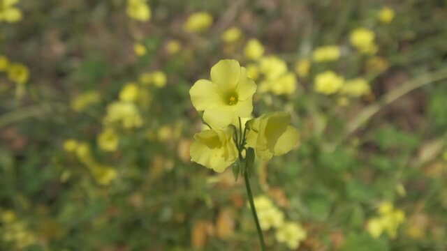 Common yellow woodsorrel wood sorrel green field blooming in spring. Oxalis Stricta
