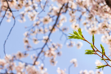 桜の花と緑の新芽