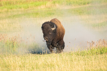 an aggressive bison running with his tongue out