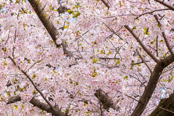 満開の桜
