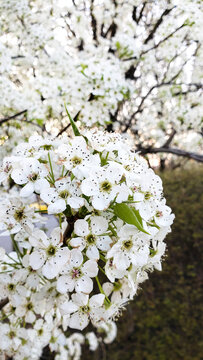 flowering apple trees in virginia