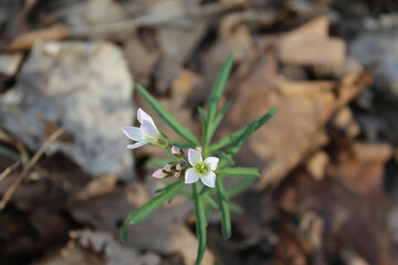 Cutleaf toothwort blooms in bright sun at Linne Woods in Morton Grove, Illinois