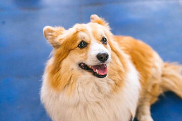 Corgi dog in the training room for dogs