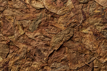 Tobacco leaves pattern. High quality photo