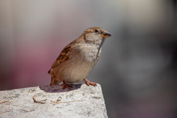 sparrow sitting on a window sill
