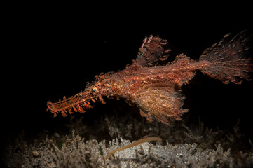 Roughsnut ghost pipefish or Solenostomus paegnius