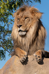 Lion (male) lying on a rock, with a blue sky background.