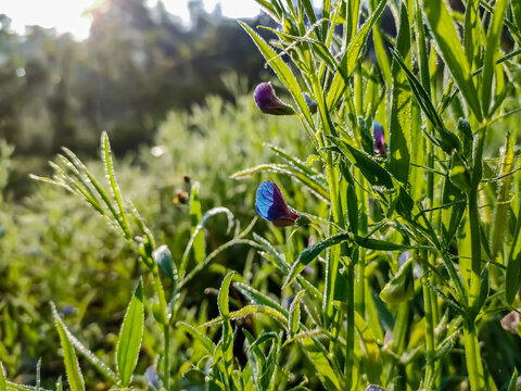 Lathyrus sativus, also known as grass pea, chickling pea, Indian pea, white pea and white vetch, is a legume commonly grown for human consumption and livestock feed in Asia and East Africa.