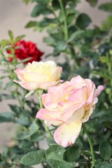 Beautiful of white rose flowers spring in the garden