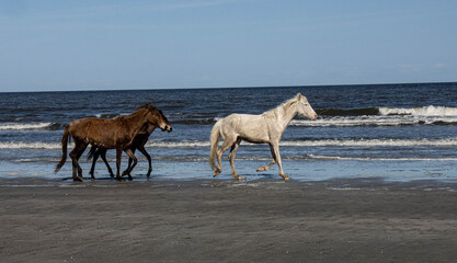 Feral horses run along the ocean 