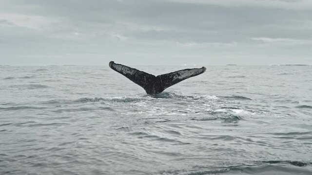 Slow motion of whale tail fins on surface of ocean. Amazing underwater fauna of wildlife. Polar seascape