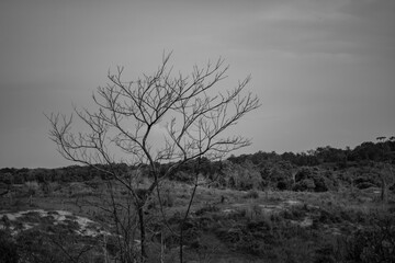 Soledad 
