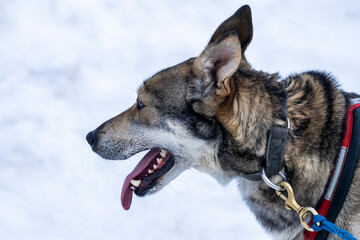 Portrait of dog with teeth and open mouth