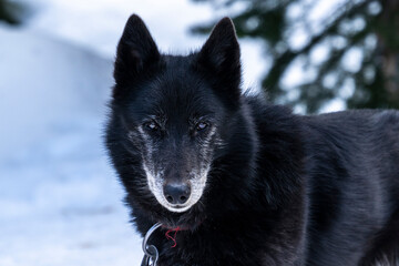 Black dog look like a wolf