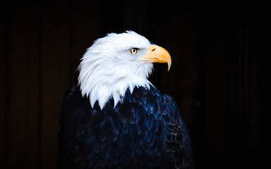 Portrait of bald eagle