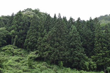 スギ林 山形県の山林