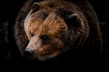 Portrait of massive grizzly bear close-up