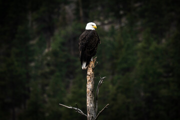 Bald eagle sitting on top of dead tree
