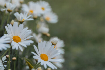 Fototapeta premium FLORES